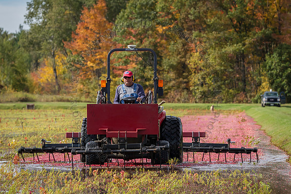 Saratoga Cranberry Harvest 2013-114