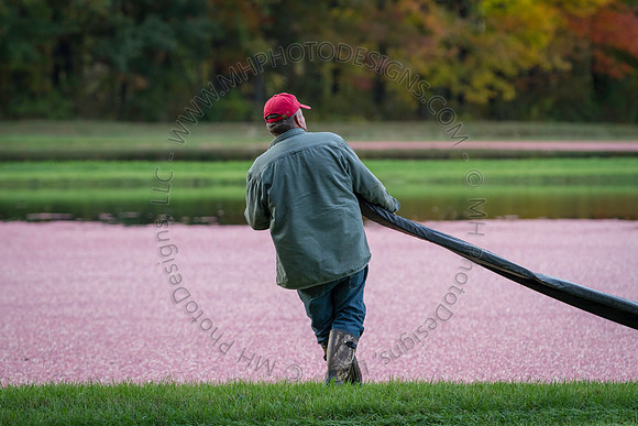 Saratoga Cranberry Harvest 2013-079