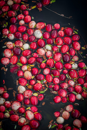 Saratoga Cranberry Harvest 2013-066