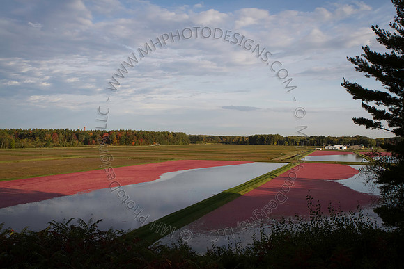 Saratoga Cranberry Harvest 2013-019