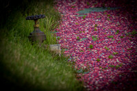 Saratoga Cranberry Harvest 2013-014