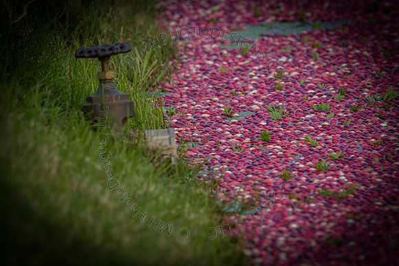 Saratoga Cranberry Harvest 2013-014