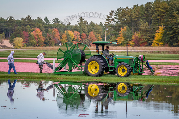 Saratoga Cranberry Harvest 2013-058