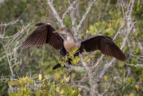 Florida Getaway 2015-030