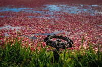 Saratoga Cranberry Harvest 2013-006