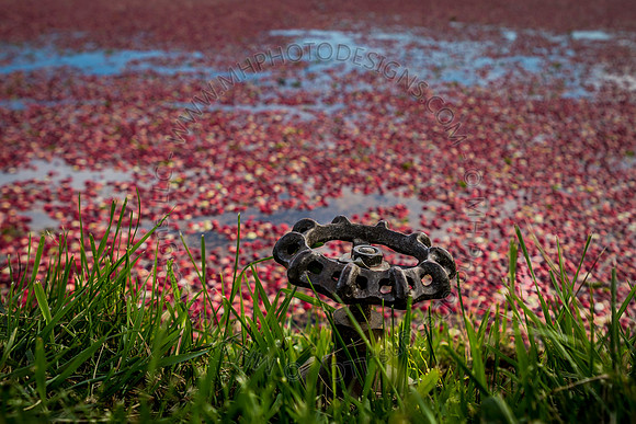 Saratoga Cranberry Harvest 2013-006