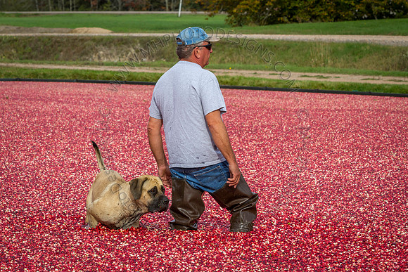Saratoga Cranberry Harvest 2013-160