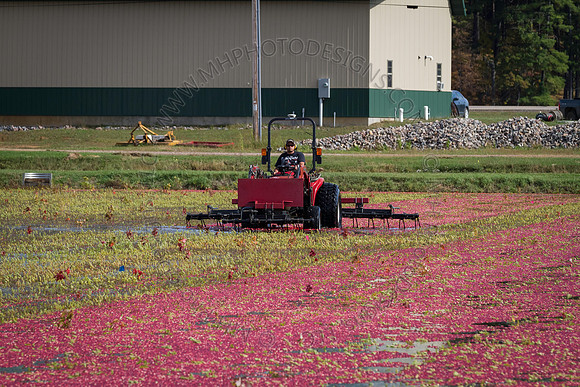Saratoga Cranberry Harvest 2013-128