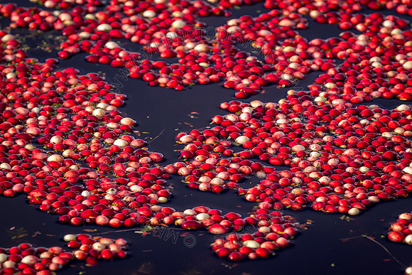 Saratoga Cranberry Harvest 2013-097
