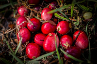 Saratoga Cranberry Harvest 2013-002