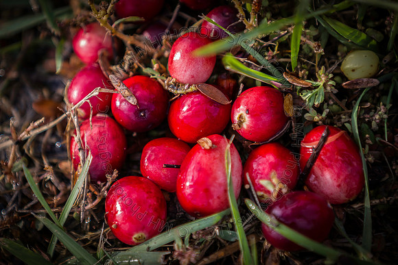 Saratoga Cranberry Harvest 2013-002