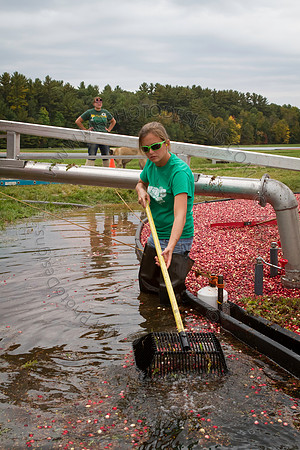 Saratoga Cranberry Harvest 2013-046