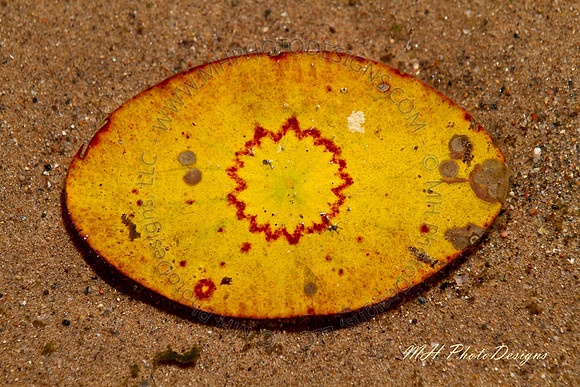 September Projects 2010-023