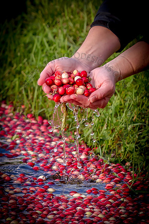 Saratoga Cranberry Harvest 2013-107