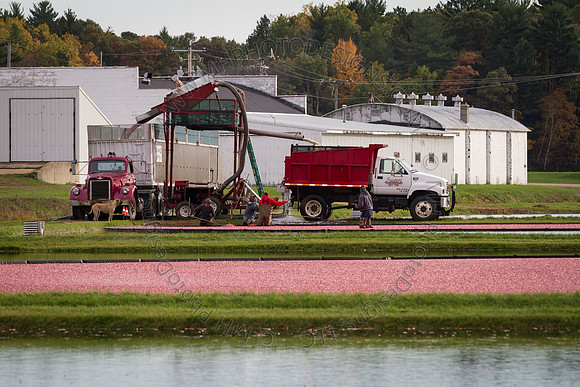 Saratoga Cranberry Harvest 2013-167