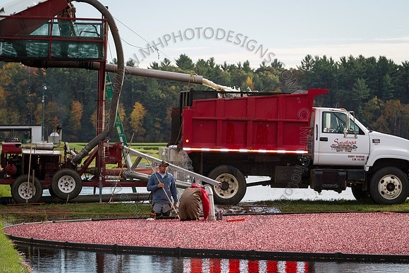 Saratoga Cranberry Harvest 2013-165