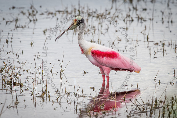 Florida Getaway 2015-025