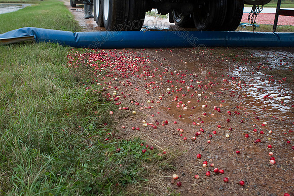 Saratoga Cranberry Harvest 2013-040
