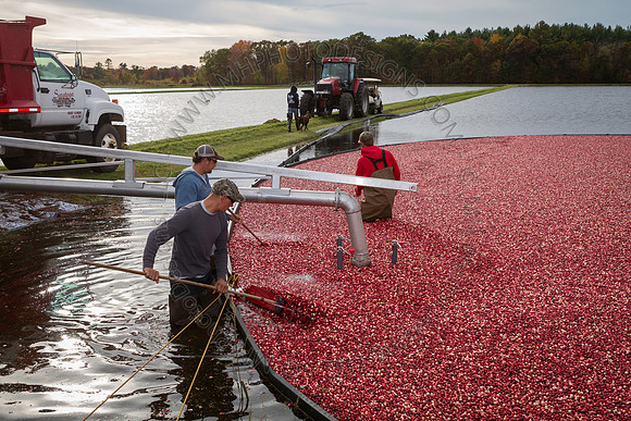 Saratoga Cranberry Harvest 2013-164