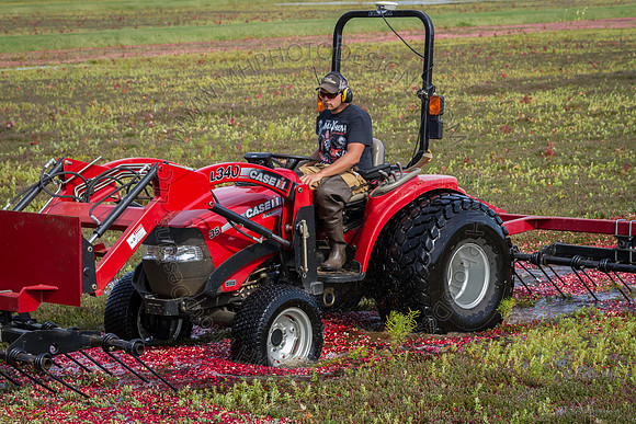 Saratoga Cranberry Harvest 2013-131