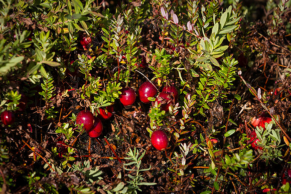 Saratoga Cranberry Harvest 2013-155