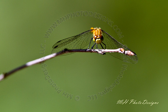 September Projects 2010-003