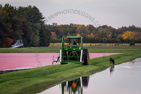 Saratoga Cranberry Harvest 2013-091