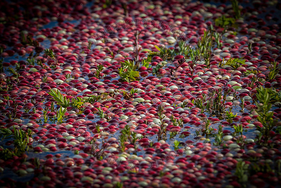 Saratoga Cranberry Harvest 2013-004