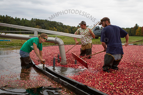 Saratoga Cranberry Harvest 2013-045
