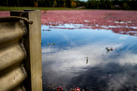 Saratoga Cranberry Harvest 2013-005