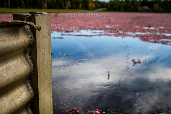 Saratoga Cranberry Harvest 2013-005