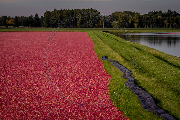 Saratoga Cranberry Harvest 2013-103