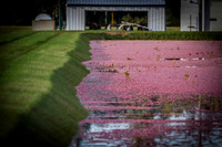 Saratoga Cranberry Harvest 2013-016