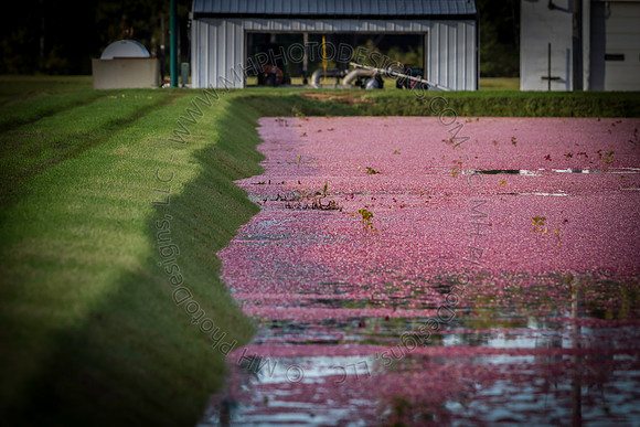 Saratoga Cranberry Harvest 2013-016