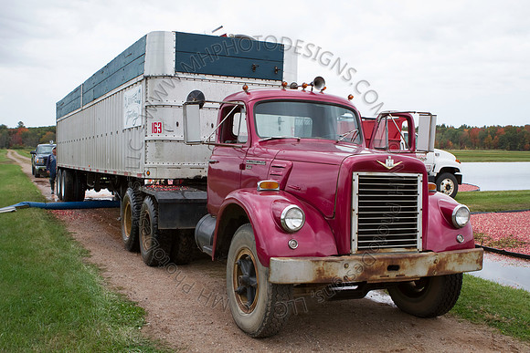 Saratoga Cranberry Harvest 2013-039