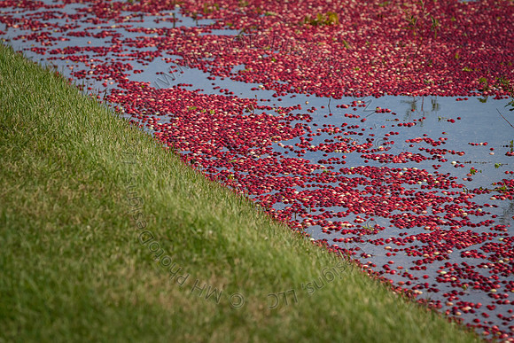 Saratoga Cranberry Harvest 2013-144