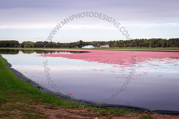 Saratoga Cranberry Harvest 2013-059