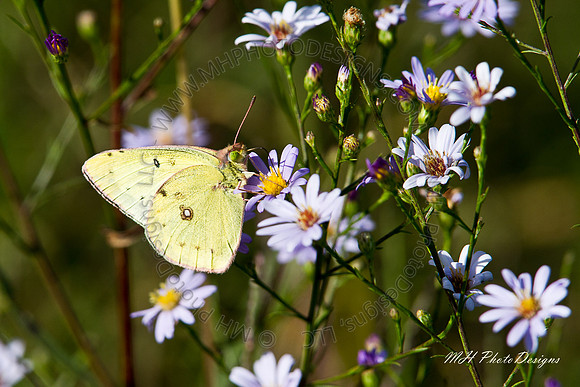September Projects 2010-028