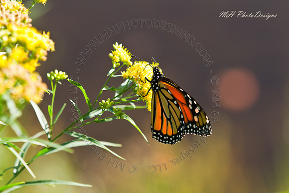 September Projects 2010-031