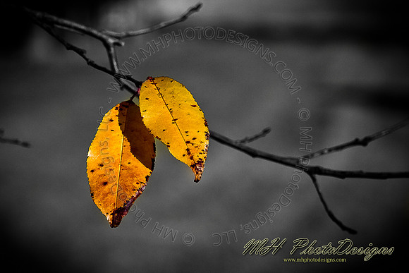 December Projects 2010-006