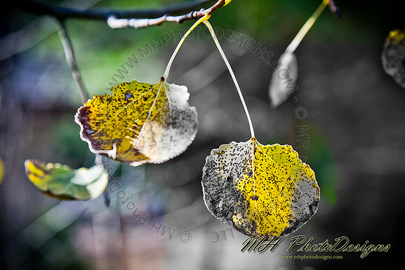 December Projects 2010-005