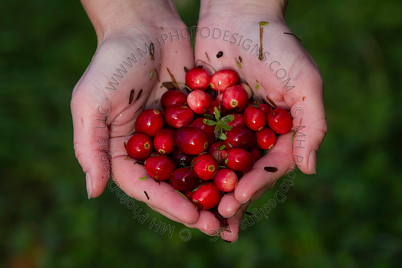 Saratoga Cranberry Harvest 2013-109
