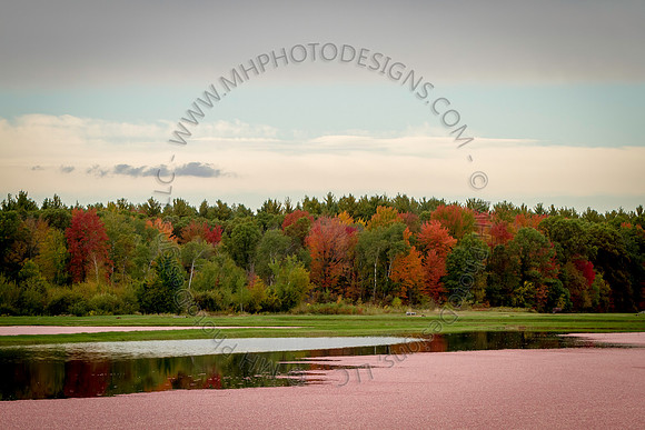 Saratoga Cranberry Harvest 2013-072
