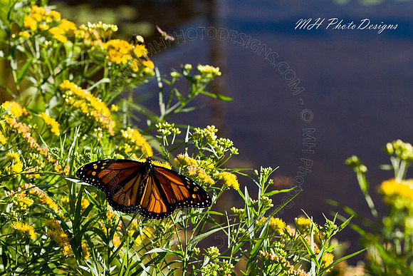 September Projects 2010-001