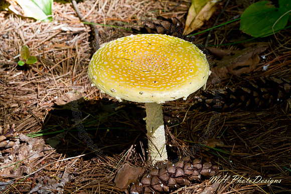 September Projects 2010-024