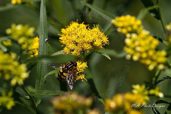 September Projects 2010-043