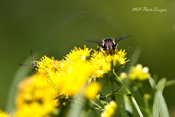September Projects 2010-041