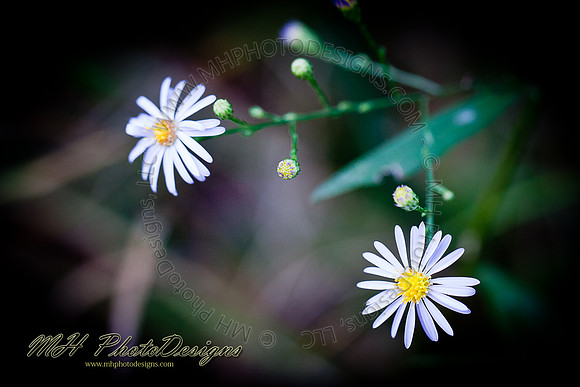 December Projects 2010-007