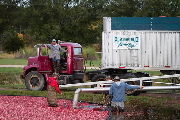 Saratoga Cranberry Harvest 2013-185