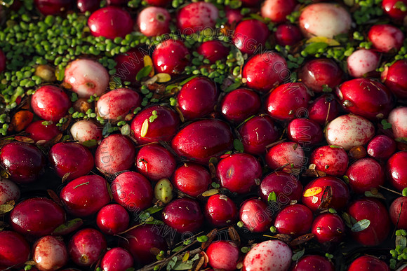 Saratoga Cranberry Harvest 2013-096